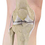 Knee Image Knee