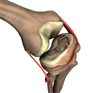 Knee Image Knee